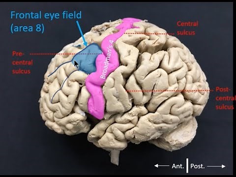 Frontal eye field