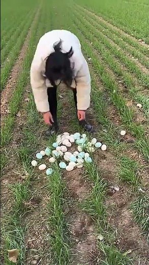 The process of collecting peacock eggs