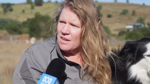 Bus-based doggy daycare finds fans in Queensland community and online