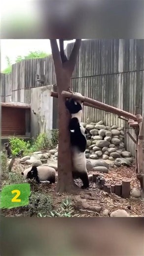 Pandas Are Just Built Different 🐼