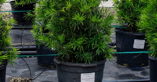 Several elk calves die in Bitterroot Valley after eating toxic plant