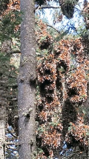 While Canada and the U.S. have experienced winter storms and frigid temperatures in recent weeks, that hasn't been the case for monarchs in central Mexico recently. As of this weekend, warmer temperatures were making monarchs quite active within El Rosario Sanctuary in the Monarch Butterfly Biosphere Reserve, Estela Romero writes for Journey North in her most recent news update. There have been chilly temperatures in the early mornings and evenings, contrasting with sunny and slightly warm days.