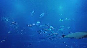 Fish swimming through giant ocean tank background | Premium Stock Video Footage