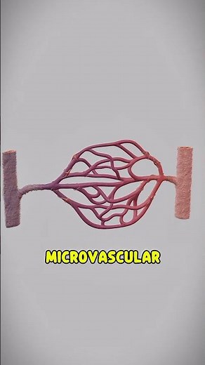 Arterias y venas, ¿cómo funcionan? 🫀 #medicina