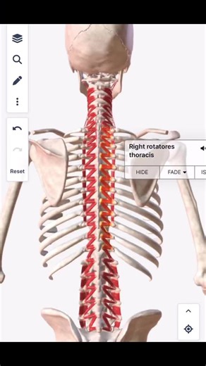 The rotatores are a group of small muscles in the spine, known as the ...