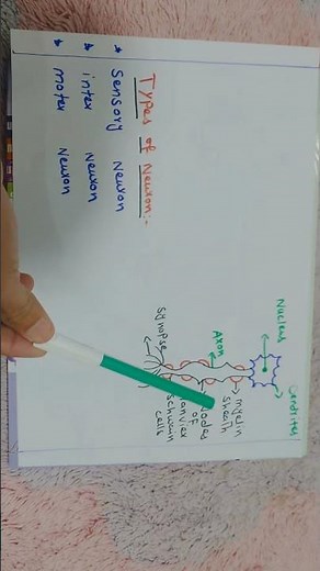 Human Nervous System Structure Explained (Short & Easy)