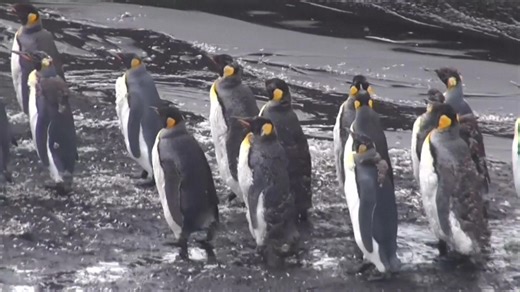 Penguin-filled Heard and McDonald islands get hit by President Trump tariffs