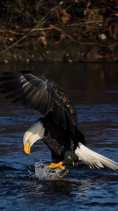 A huge bald eagle by the river, this individual easily was one of the biggest bald eagles I have ever seen. Did you know that Bald eagles can weigh up to 14 pounds? They can also weight as less as 7 pounds too. | Bald Eagle Love