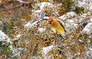 5 Easy, Expert-Backed Ways You Can Help Birds During Cold Weather
