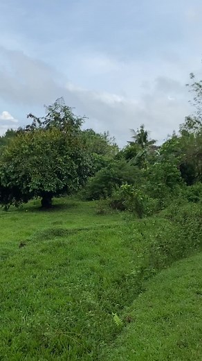 Pigeon Racing and Bloodline Insights in the Philippines