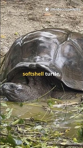 Ganges Softshell Turtle | Species in news |