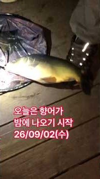 오늘 향어 밤에 나온다 #향어낚시 #향어채비 #향어낚시터 #향어 #향어미끼 #향어어분 #향어떡밥 #향어레시피 #향어낚시대 #향어뜰채 #향어바늘 #향어찌맞춤 #향어입질 #향어터