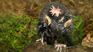 Discover the world's ugliest creatures