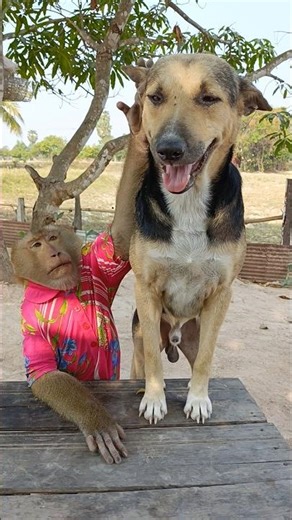 SokYaa Pranks His Animal Friends#MonkeyPrank #SokYaaShow #SuperFunny