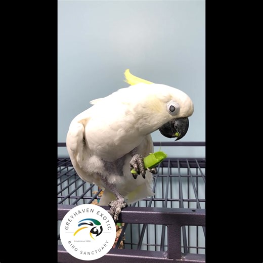 45 reactions | Tiki is a super-affectionate sulphur-crested cockatoo....