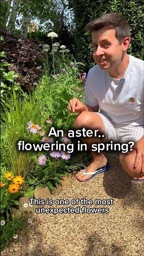 An aster.. flowering in spring?