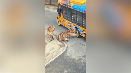 Safari-style outing turns tense when young tiger gets its teeth stuck in vehicle's tire