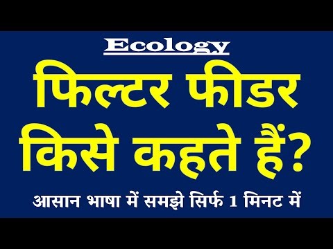 Filter Feeder (फिल्टर फीडर) किसे कहते हैं? | How Whales & Sponges Eat 🐋