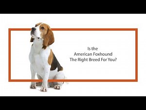 Everything you need to know about American Foxhound puppies! (2019)