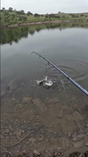 Full video above! 👆 Lake McSwain trout fishing #fishing #trout