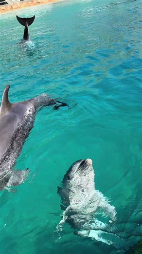 Experience Dolphins Up Close at Sea World
