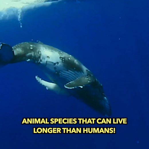 Animal Species That Can Live Longer Than Humans! | Knowledge Junction