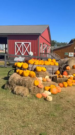 Fall AgriTourism is HUGE at Tate Farms! 🎃 I got to see pumpkins growing in the field, school children laughing and playing, a carousel spinning, and even a center pivot sprinkler in action! A must-visit for families—and a perfect example of how Alabama farms can blend agriculture with fun, hands-on learning experiences. #TateFarms #Agritourism #ChristinaForAg #ALPolitics | Christina Woerner McInnis for Alabama AG Commissioner