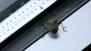 Stink bug invasion! Why experts say getting rid of them is almost impossible