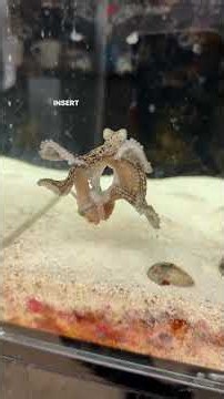 I thought my pet octopus was gone for good #octopus #petoctopus #thereefdoc