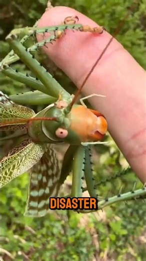 This Insect Becomes a Swarm 😶