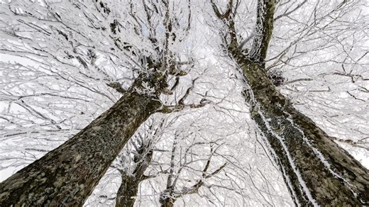 Do trees actually explode from 'extreme' cold?