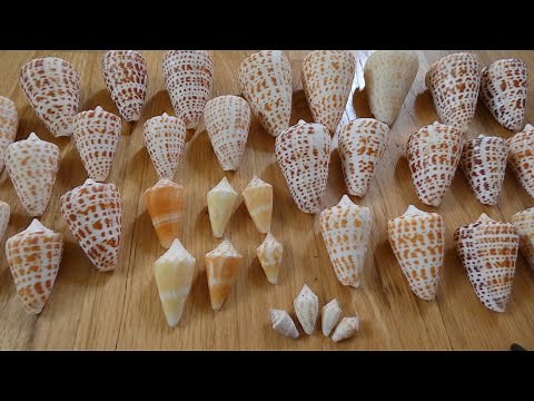 Identifying Cone shells of SW Florida
