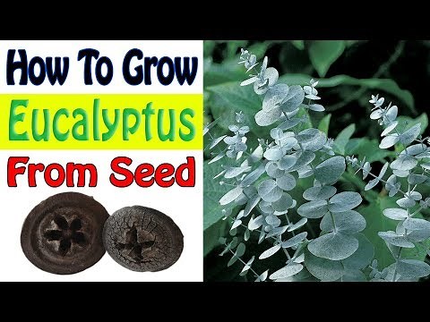 How To Grow Eucalyptus From Seed | Gardening Story