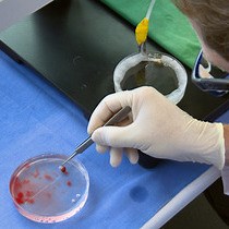 Video: Contractility Measurements on Isolated Papillary Muscles for the Investigation of Cardiac Inotropy in Mice