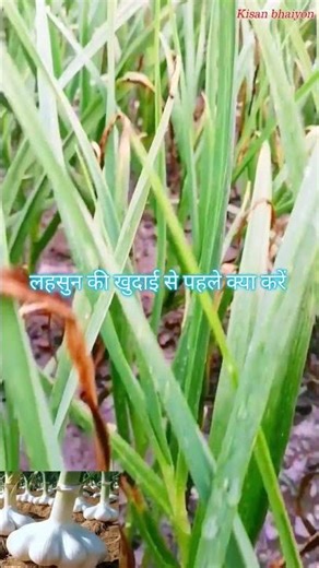 लहसुन पैदावार की अचूक जानकारी. लहसुन की खुदाई कब करें. लहसुन में सिंचाई कब बंद करनी चाहिए.