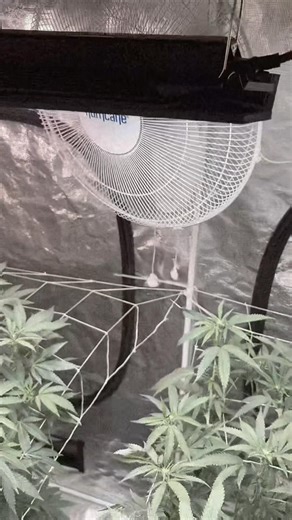 Grow Tent Setup w/scROg 💯 #indoorplants #cannabisgrow