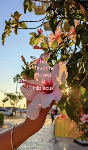 Stunning Hibiscus Flowers: A Visual Tribute