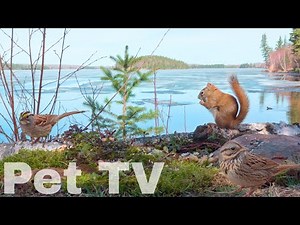 SQUIRRELS & BIRDS BY THE LAKE 🐿️ 8 Hours of Cat TV • Dog TV for Cats, Dogs, and People