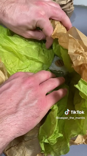 Unboxing my new Malaysian Moss Mantis (Majangella Moultoni) from @Mantis World! It arrived energetic, hungry and happy to go into the new temp home we set up for it! #unboxing #exoticpets #prayingmantis #petmantis #prayingmantisoftiktok