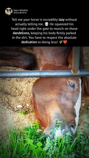 The laziest horse you'll see today! 💀🌱