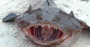 ANGLER FISH MONKFISH (Lophius piscatorius)