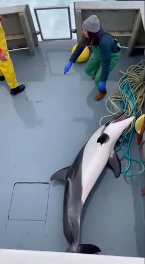 Rare Footage of Dolphin Jumping Aboard to Flee Killer Whales