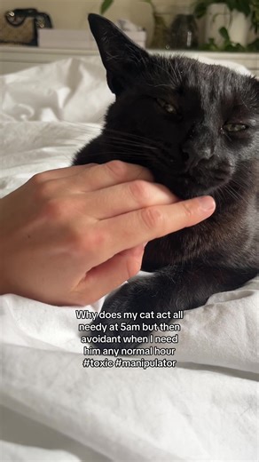 Understanding Your Needy Black Cat's Behavior
