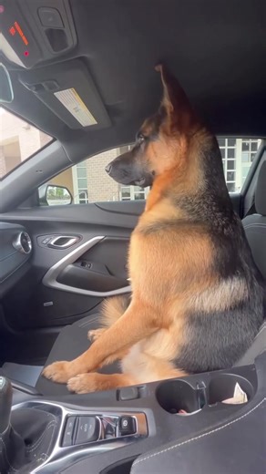 Adopt a Cute Dog: GSD Love and Care