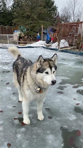 Winter Safety Mythbusting Can Alaskan Malamutes Detect Hidden Thin Ice Danger Zones #malamutelovers