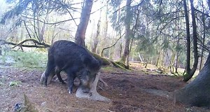 3.6K views · 43 reactions | FOREST FOOTAGE  The Forest of Dean is...