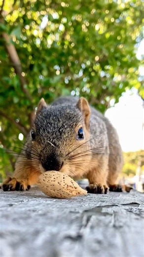 Speed run sprints with Squirrel Baby Davey #animals #friends #wildlife #exercise #cute #fitness #gym