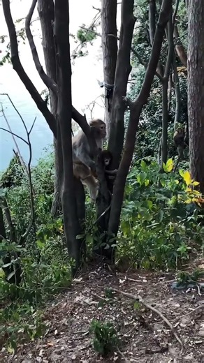 Baby Monkey Stuck In Tree Branch! Mom's Reaction Will Make You Cry 😭🐒💔