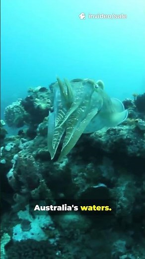 What Happens to the AMAZING Australian Giant Cuttlefish? 🐙