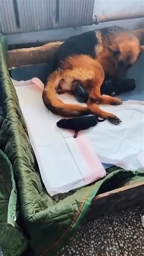 German Shepherd Female Labor and Puppy Delivery | Real Footage 🧿